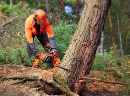 Best Hazardous Tree Removal  in Courtland, VA