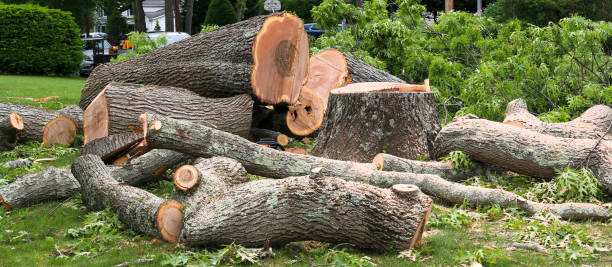 Best Seasonal Cleanup (Spring/Fall)  in Courtland, VA