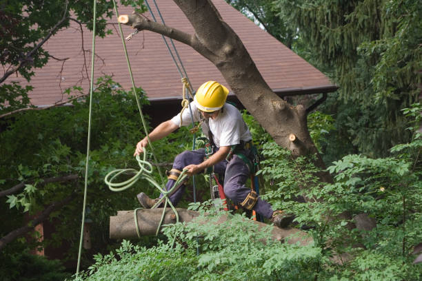 Best Commercial Tree Services  in Courtland, VA