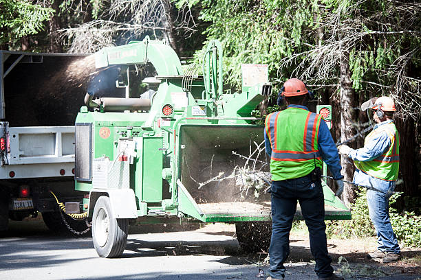 Best Tree Risk Assessment  in Courtland, VA